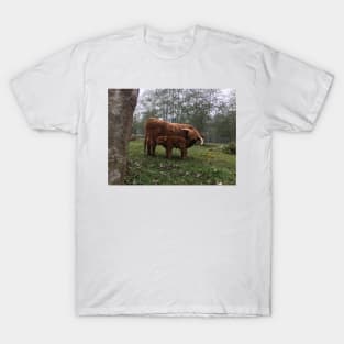 Scottish Highland Cattle Cow and Calf 1554 T-Shirt